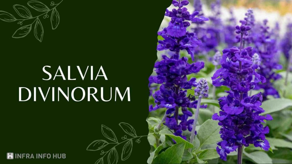 Salvia Divinorum