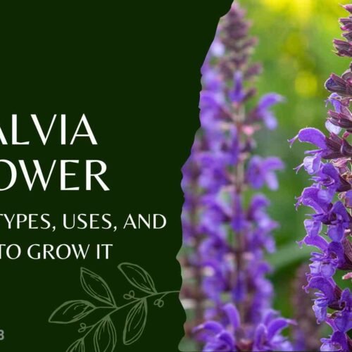 Salvia Flower Meaning, Types, Uses, and How to Grow It