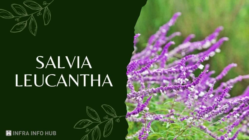 Salvia Leucantha