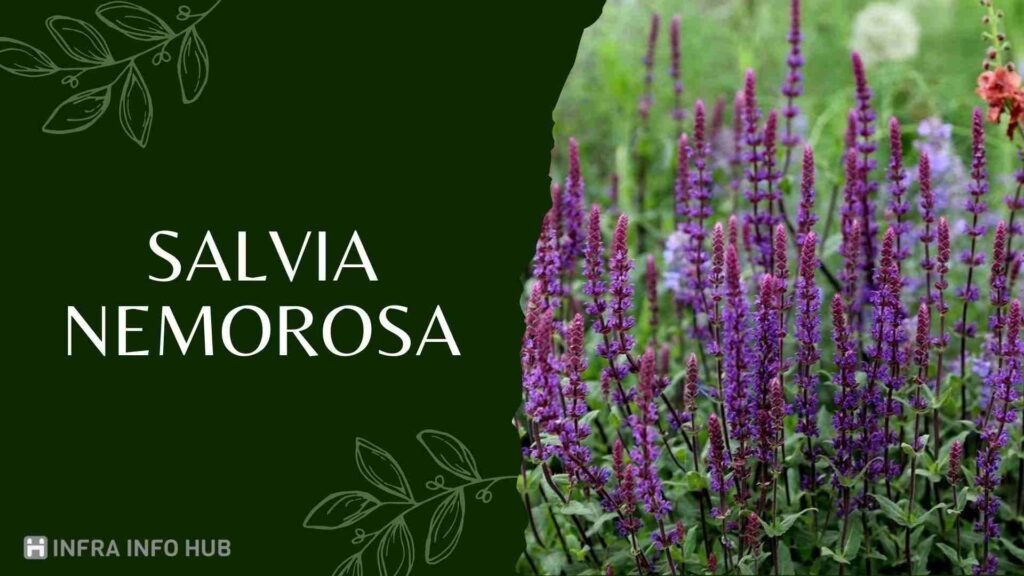 Salvia Nemorosa