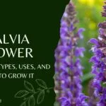 Salvia Flower: Meaning, Types, Uses, and How to Grow It