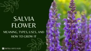 Salvia Flower Meaning, Types, Uses, and How to Grow It
