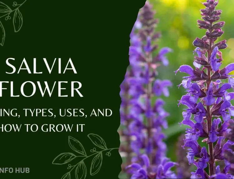Salvia Flower Meaning, Types, Uses, and How to Grow It